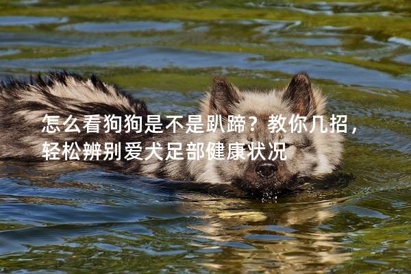 怎么看狗狗是不是趴蹄？教你几招，轻松辨别爱犬足部健康状况