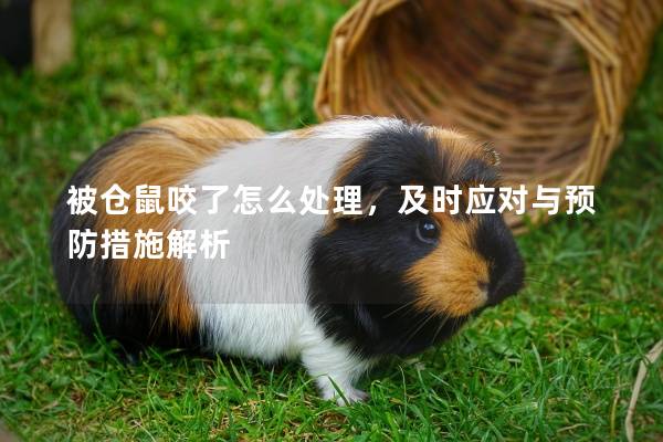 被仓鼠咬了怎么处理，及时应对与预防措施解析
