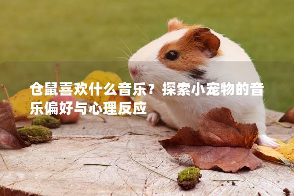 仓鼠喜欢什么音乐?探索小宠物的音乐偏好与心理反应 仓鼠喜欢什么音乐?探索小宠物的音乐偏好与心理反应