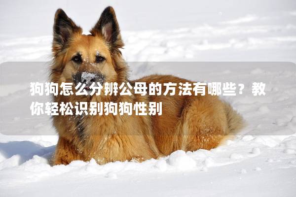 狗狗怎么分辨公母的方法有哪些?教你轻松识别狗狗性别 狗狗怎么分辨公母的方法有哪些?教你轻松识别狗狗性别