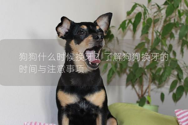 狗狗什么时候换牙？了解狗狗换牙的时间与注意事项