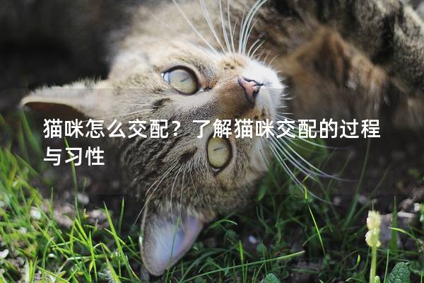 猫咪怎么交配？了解猫咪交配的过程与习性