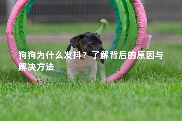 狗狗为什么发抖？了解背后的原因与解决方法