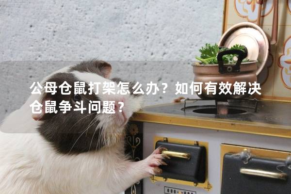公母仓鼠打架怎么办？如何有效解决仓鼠争斗问题？