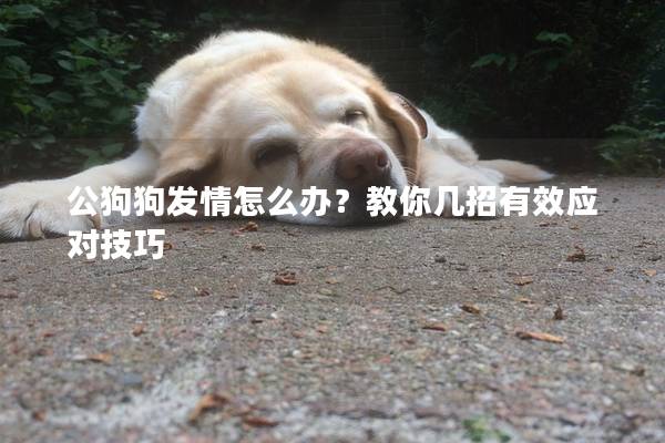 公狗狗发情怎么办？教你几招有效应对技巧