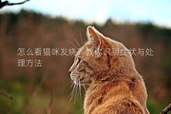 怎么看猫咪发烧？教你识别症状与处理方法