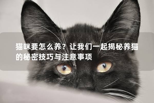 猫咪要怎么养？让我们一起揭秘养猫的秘密技巧与注意事项