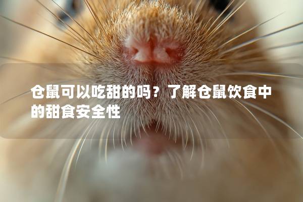 仓鼠可以吃甜的吗？了解仓鼠饮食中的甜食安全性