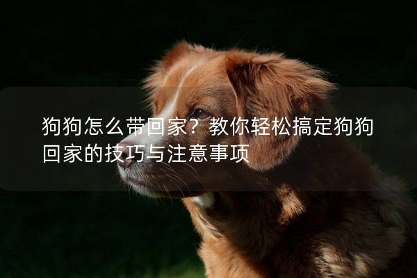 狗狗怎么带回家?教你轻松搞定狗狗回家的技巧与注意事项 狗狗怎么带回家?教你轻松搞定狗狗回家的技巧与注意事项