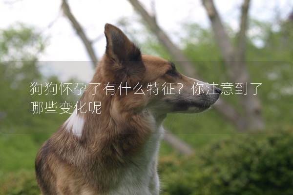 狗狗怀孕了有什么特征？你注意到了哪些变化呢