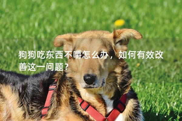 狗狗吃东西不嚼怎么办，如何有效改善这一问题？