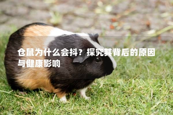 仓鼠为什么会抖？探究其背后的原因与健康影响