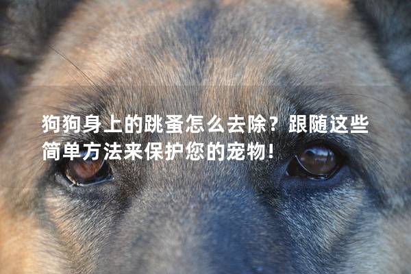 狗狗身上的跳蚤怎么去除？跟随这些简单方法来保护您的宠物!