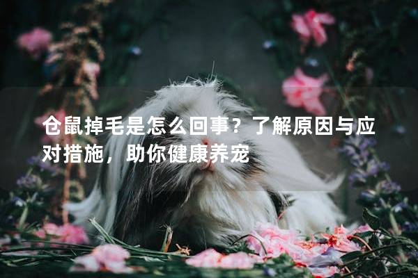 仓鼠掉毛是怎么回事？了解原因与应对措施，助你健康养宠