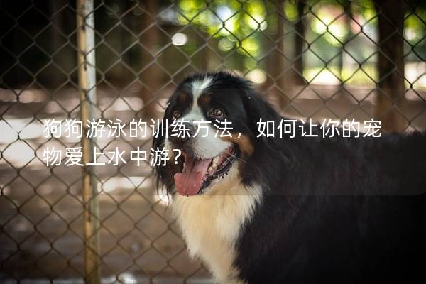 狗狗游泳的训练方法,如何让你的宠物爱上水中游? 狗狗游泳的训练方法,如何让你的宠物爱上水中游?