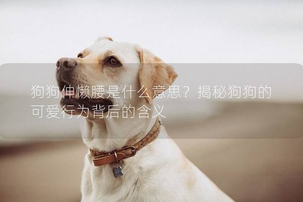 狗狗伸懒腰是什么意思？揭秘狗狗的可爱行为背后的含义