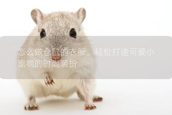 怎么做仓鼠的衣服，轻松打造可爱小宠物的时尚装扮