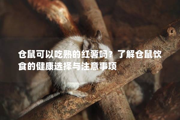 仓鼠可以吃熟的红薯吗？了解仓鼠饮食的健康选择与注意事项