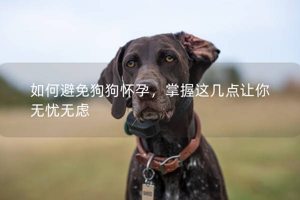 如何避免狗狗怀孕，掌握这几点让你无忧无虑