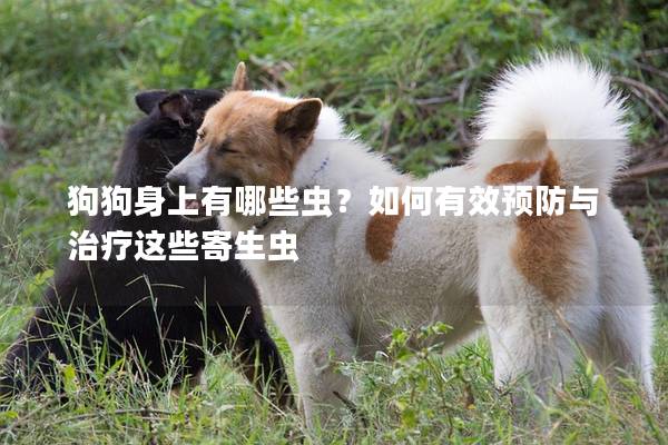 狗狗身上有哪些虫?如何有效预防与治疗这些寄生虫 狗狗身上有哪些虫?如何有效预防与治疗这些寄生虫