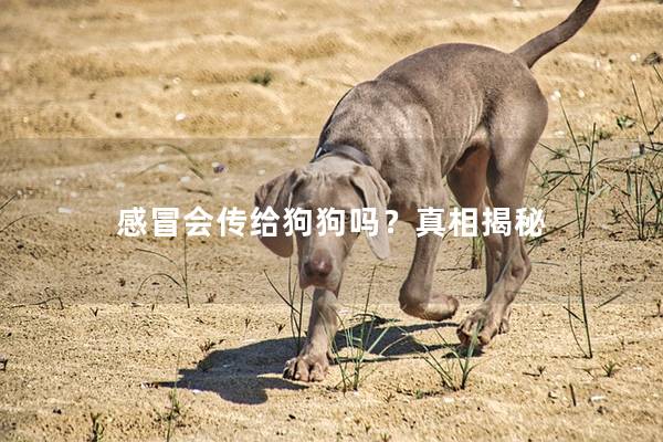 感冒会传给狗狗吗?真相揭秘 感冒会传给狗狗吗?真相揭秘