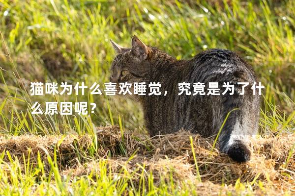 猫咪为什么喜欢睡觉，究竟是为了什么原因呢？