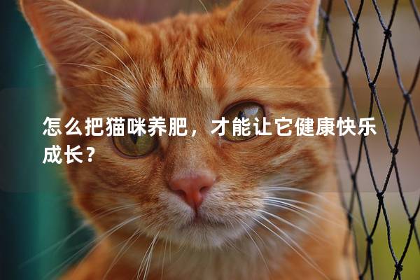 怎么把猫咪养肥，才能让它健康快乐成长？