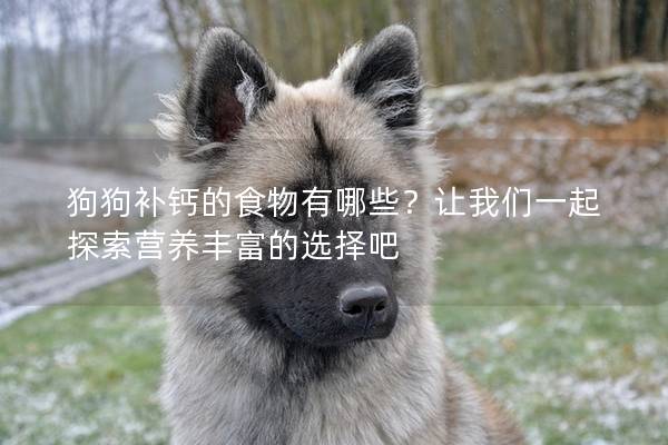 狗狗补钙的食物有哪些？让我们一起探索营养丰富的选择吧