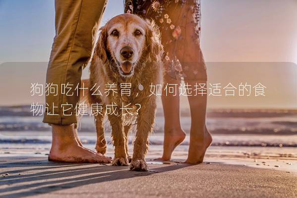 狗狗吃什么养胃，如何选择适合的食物让它健康成长？
