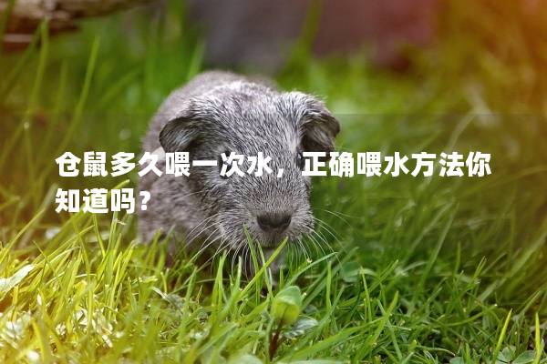 仓鼠多久喂一次水，正确喂水方法你知道吗？