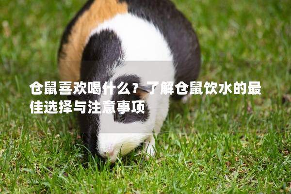 仓鼠喜欢喝什么？了解仓鼠饮水的最佳选择与注意事项