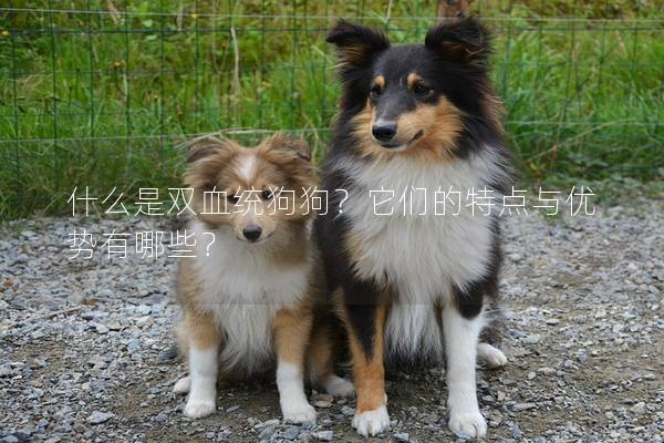 什么是双血统狗狗？它们的特点与优势有哪些？