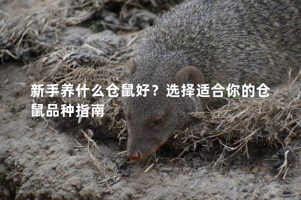 新手养什么仓鼠好？选择适合你的仓鼠品种指南