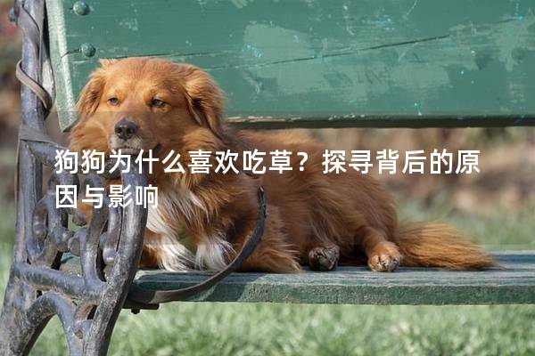 狗狗为什么喜欢吃草？探寻背后的原因与影响