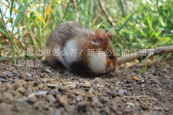 仓鼠幼崽怎么养?新手必读的详细养护指南 仓鼠幼崽怎么养?新手必读的详细养护指南