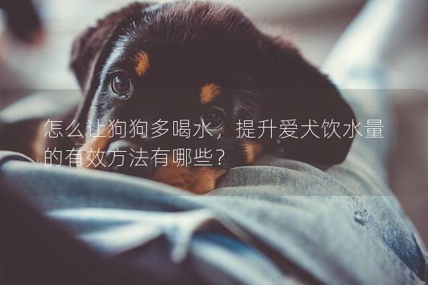 怎么让狗狗多喝水，提升爱犬饮水量的有效方法有哪些？
