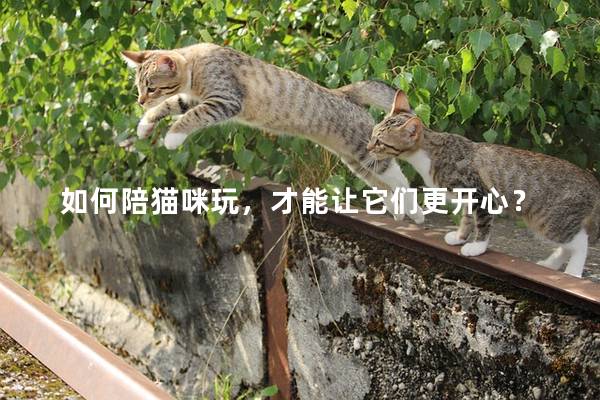 如何陪猫咪玩，才能让它们更开心？