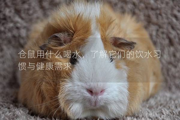 仓鼠用什么喝水，了解它们的饮水习惯与健康需求