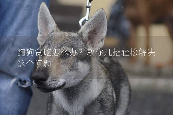 狗狗贪吃怎么办？教你几招轻松解决这个问题