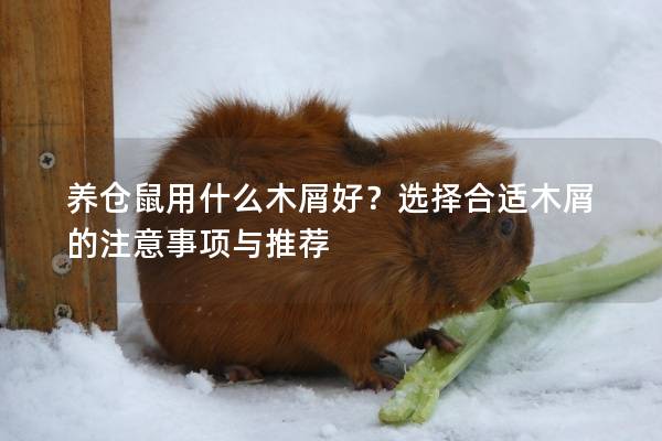 养仓鼠用什么木屑好?选择合适木屑的注意事项与推荐 养仓鼠用什么木屑好?选择合适木屑的注意事项与推荐