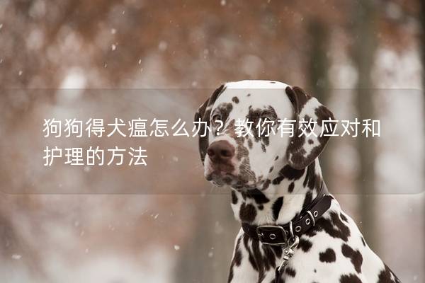 狗狗得犬瘟怎么办?教你有效应对和护理的方法 狗狗得犬瘟怎么办?教你有效应对和护理的方法