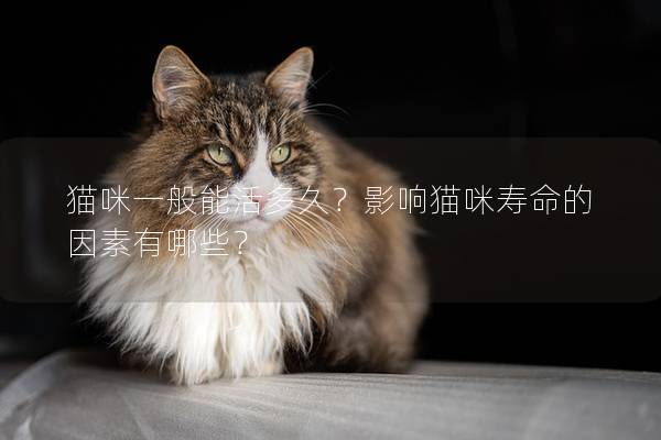 猫咪一般能活多久?影响猫咪寿命的因素有哪些? 猫咪一般能活多久?影响猫咪寿命的因素有哪些?