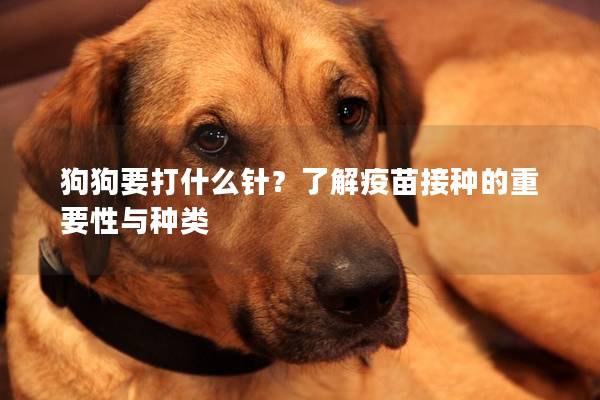 狗狗要打什么针?了解疫苗接种的重要性与种类 狗狗要打什么针?了解疫苗接种的重要性与种类