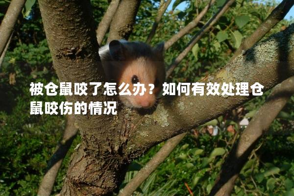 被仓鼠咬了怎么办？如何有效处理仓鼠咬伤的情况