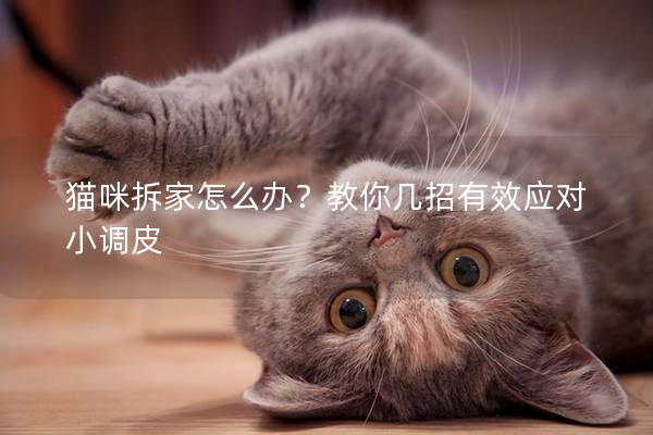 猫咪拆家怎么办?教你几招有效应对小调皮 猫咪拆家怎么办?教你几招有效应对小调皮