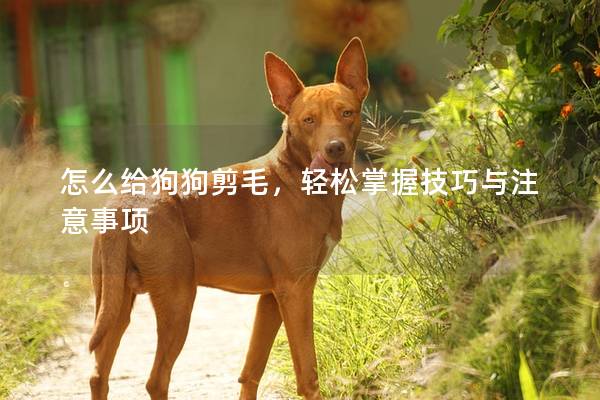 怎么给狗狗剪毛，轻松掌握技巧与注意事项