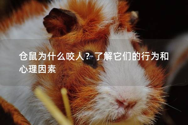 仓鼠为什么咬人？了解它们的行为和心理因素