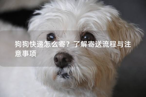 狗狗快递怎么寄？了解寄送流程与注意事项