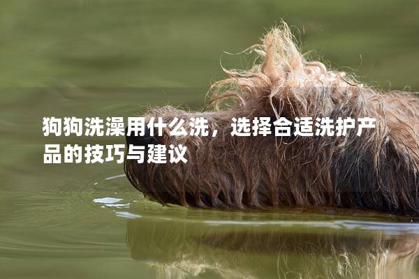 狗狗洗澡用什么洗，选择合适洗护产品的技巧与建议