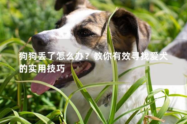 狗狗丢了怎么办？教你有效寻找爱犬的实用技巧